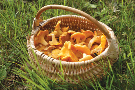 Wild Mushroom Cultivation and Identification Image